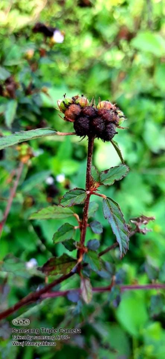 Melochia corchorifolia L.